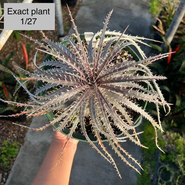 Dyckia 'Rick Richtmyer'