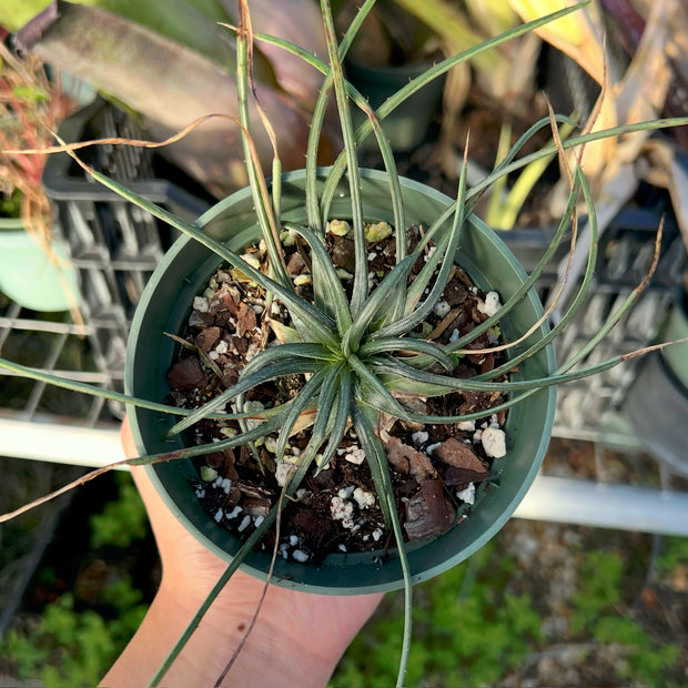 Dyckia choristaminea