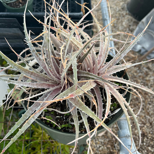 Deuterocohnia species Tucuman, Argentina