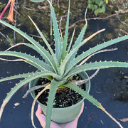 Dyckia saxatilis SEL1995-0187 Minas