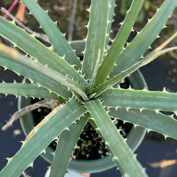 Dyckia saxatilis SEL1995-0187 Minas