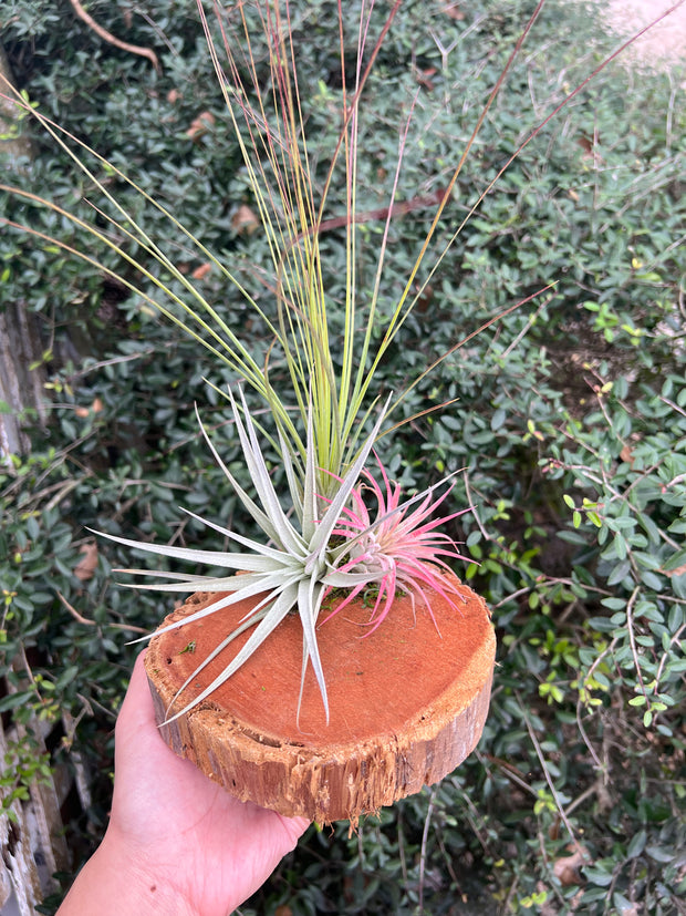 Red Cedar Wood Round Slices