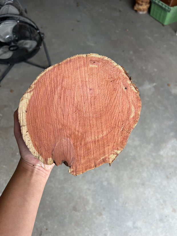 Red Cedar Wood Round Slices