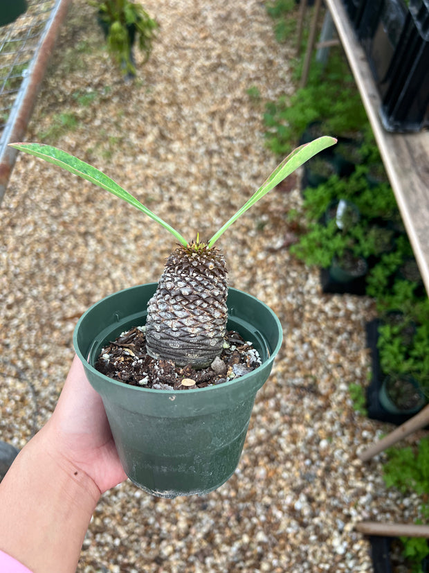 Euphorbia bupleurifolia Africa