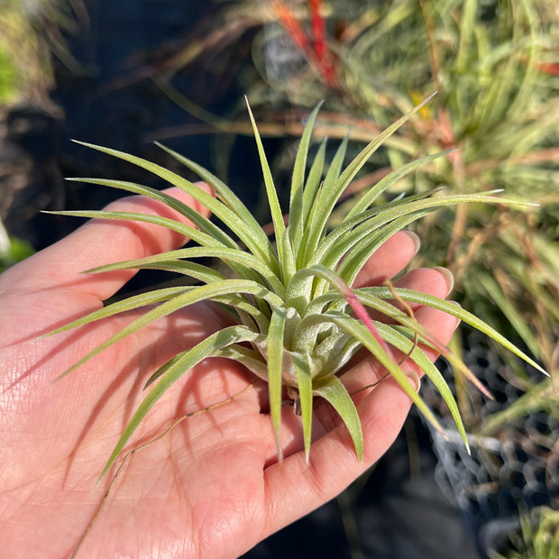 Tillandsia ionantha 'Cabo Gigante'