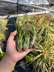 Tillandsia 'Tina Parr'