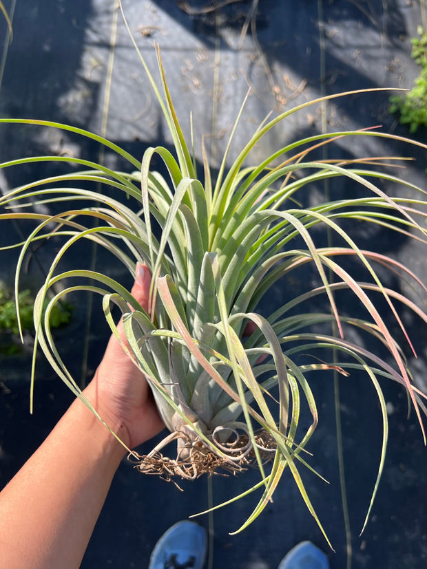 Tillandsia 'Veronica's Gift'