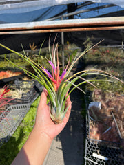 Tillandsia 'Joel'