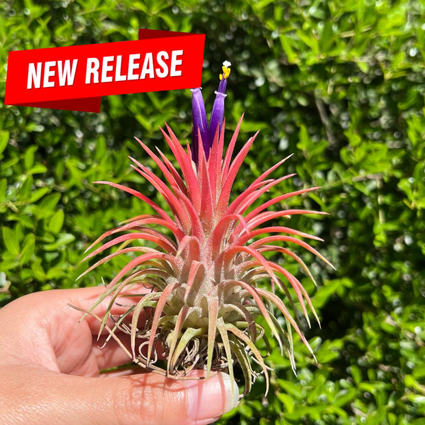 Tillandsia 'Veronica's Gem'