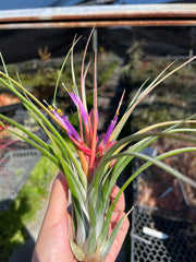 Tillandsia 'Joel'