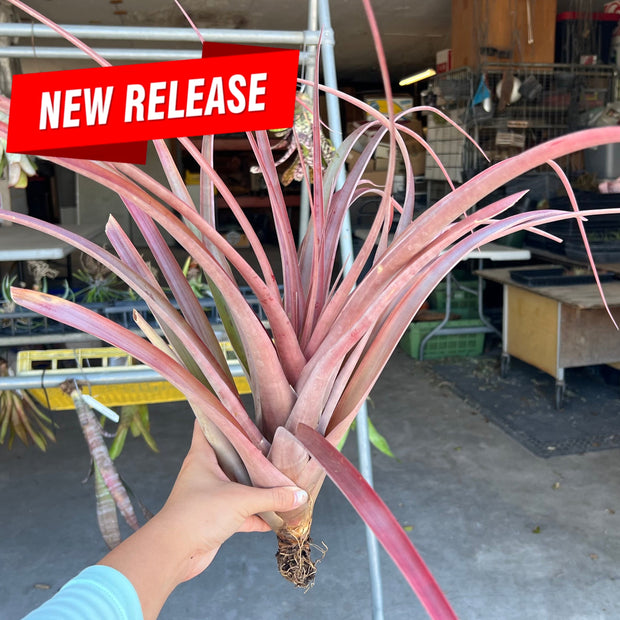 Tillandsia 'Jaguarundi'