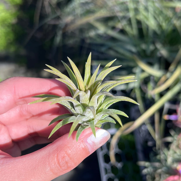 Tillandsia ionantha 'Ron'