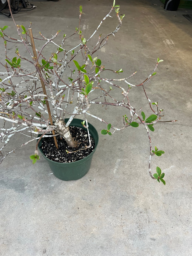 Euphorbia bongolavensis