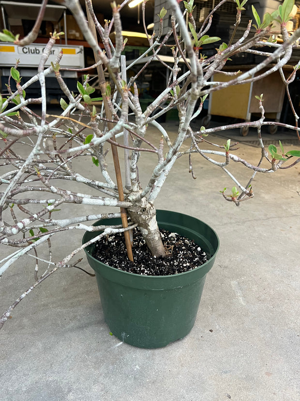 Euphorbia bongolavensis