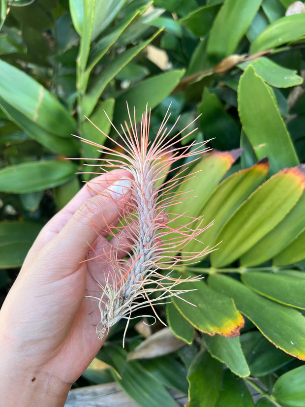 Tillandsia funckiana recurvifolia