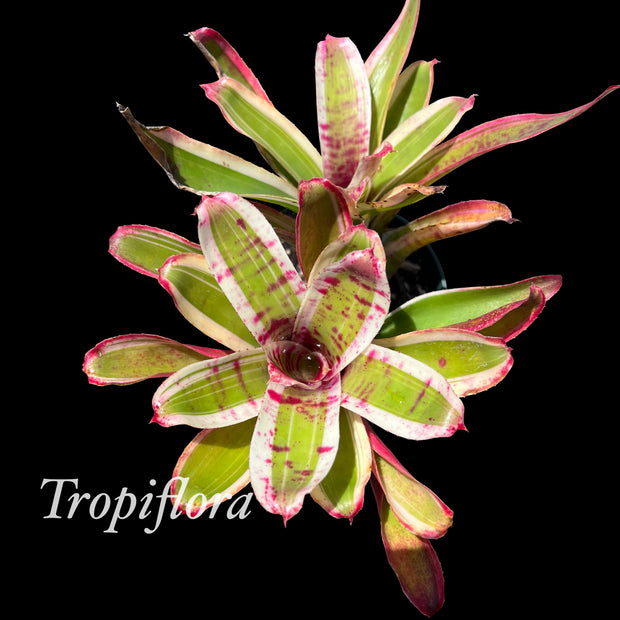 Neoregelia 'Chula'