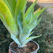 Catopsis occulta