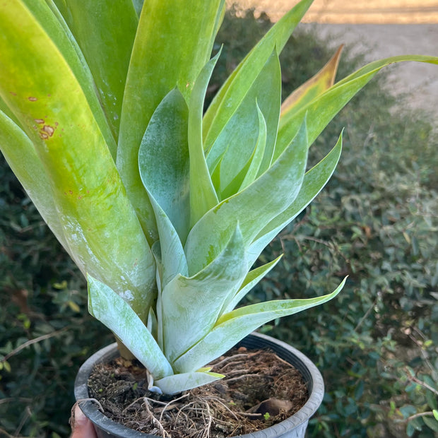 Catopsis occulta