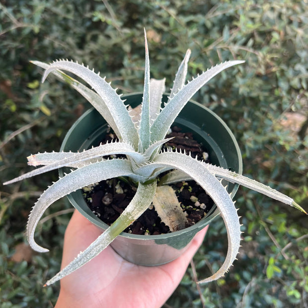 Dyckia marrnier-lapostolle x (marnier-lapostolle x 'Shining Star')