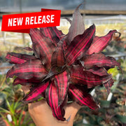 Cryptanthus 'Living Daylights'
