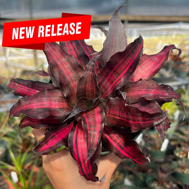 Cryptanthus 'Living Daylights'