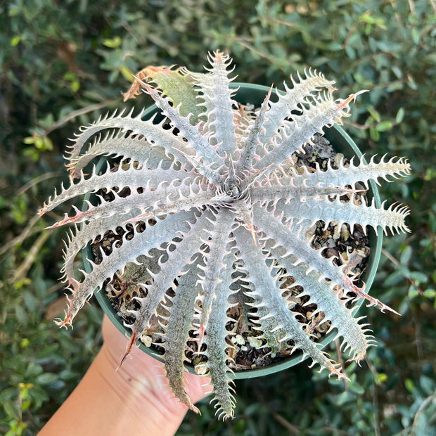 Dyckia 'Bangkok Star' x delicata