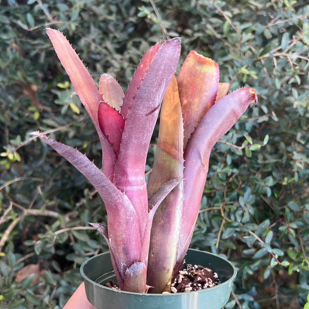 Billbergia 'Purple d'Oro'