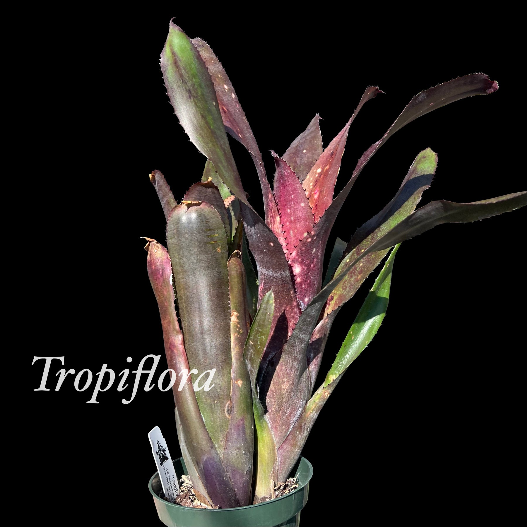Billbergia 'Don's Purple Haze' – Tropiflora
