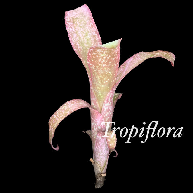 Billbergia 'White Zinfindel'