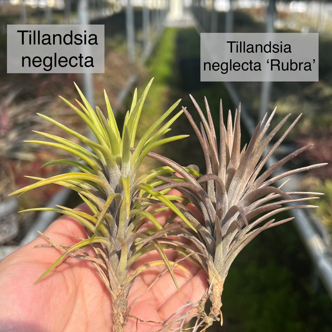 Tillandsia neglecta – Tropiflora