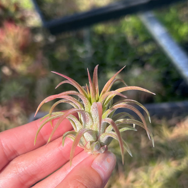 Tillandsia 'Veronica's Gem'