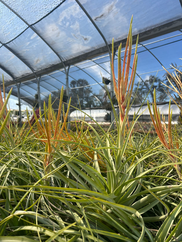 Tillandsia 'Culebra Amarilla'