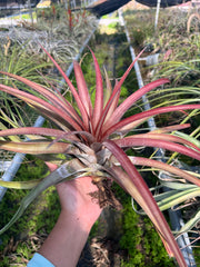 Tillandsia subteres