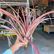 Tillandsia 'Jaguarundi'