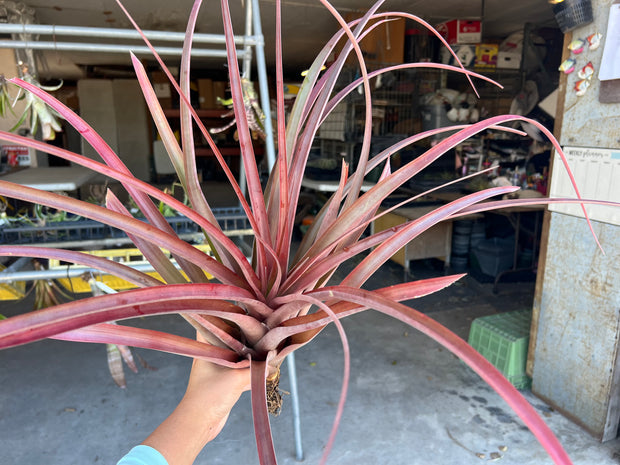Tillandsia 'Jaguarundi'