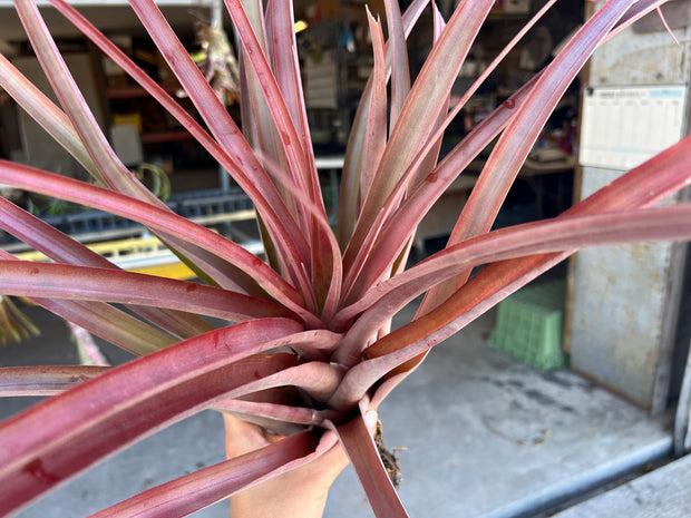 Tillandsia 'Jaguarundi'