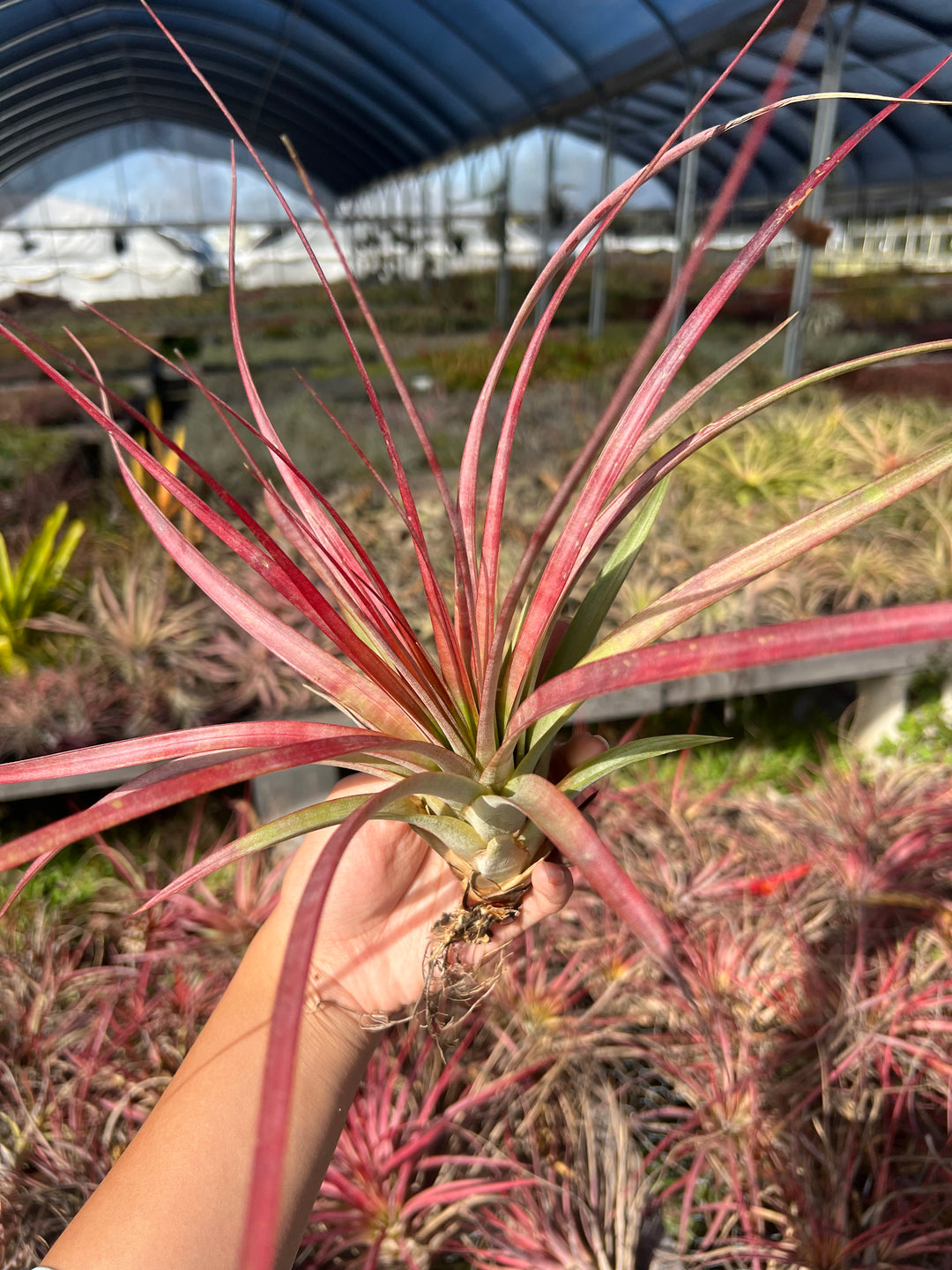 TILLANDSIAS (AIR PLANTS) – Tropiflora