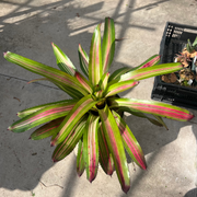 Neoregelia 'Flame On' variegated