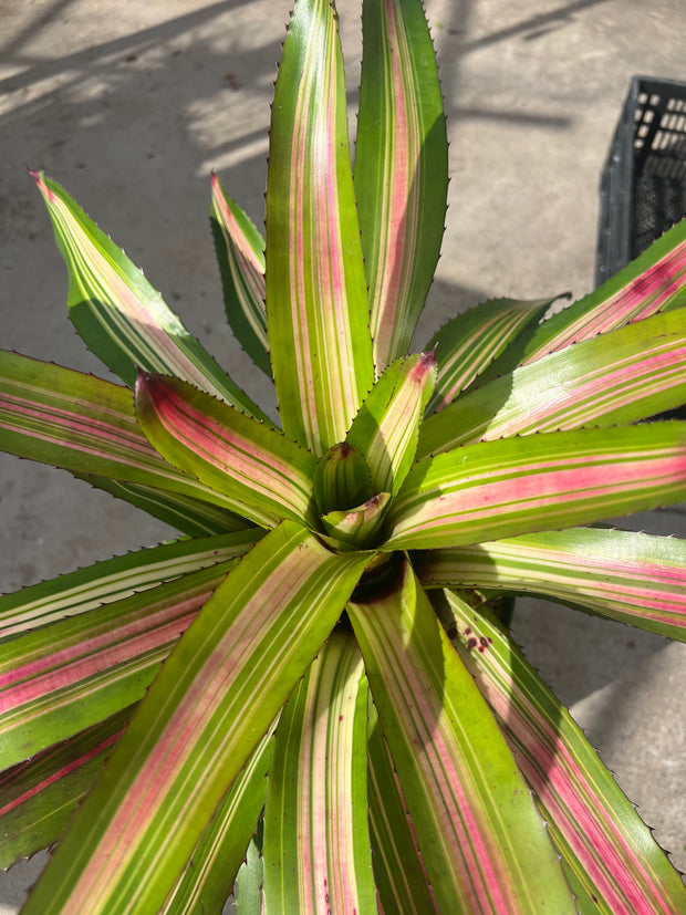 Neoregelia 'Flame On' variegated