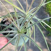 Bromelia species Altoparaiso de Goias, Brazil