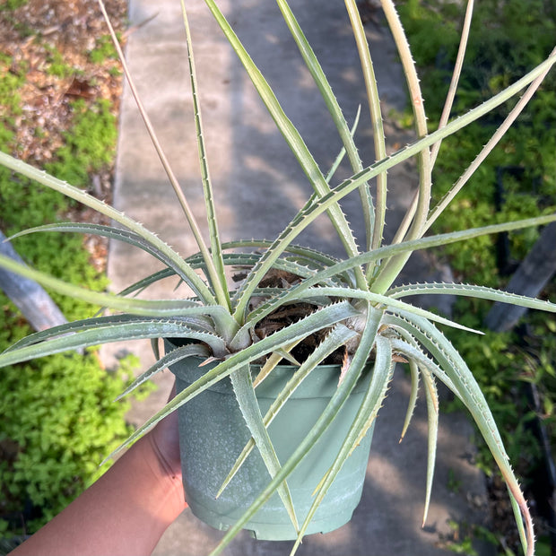 Bromelia species Altoparaiso de Goias, Brazil