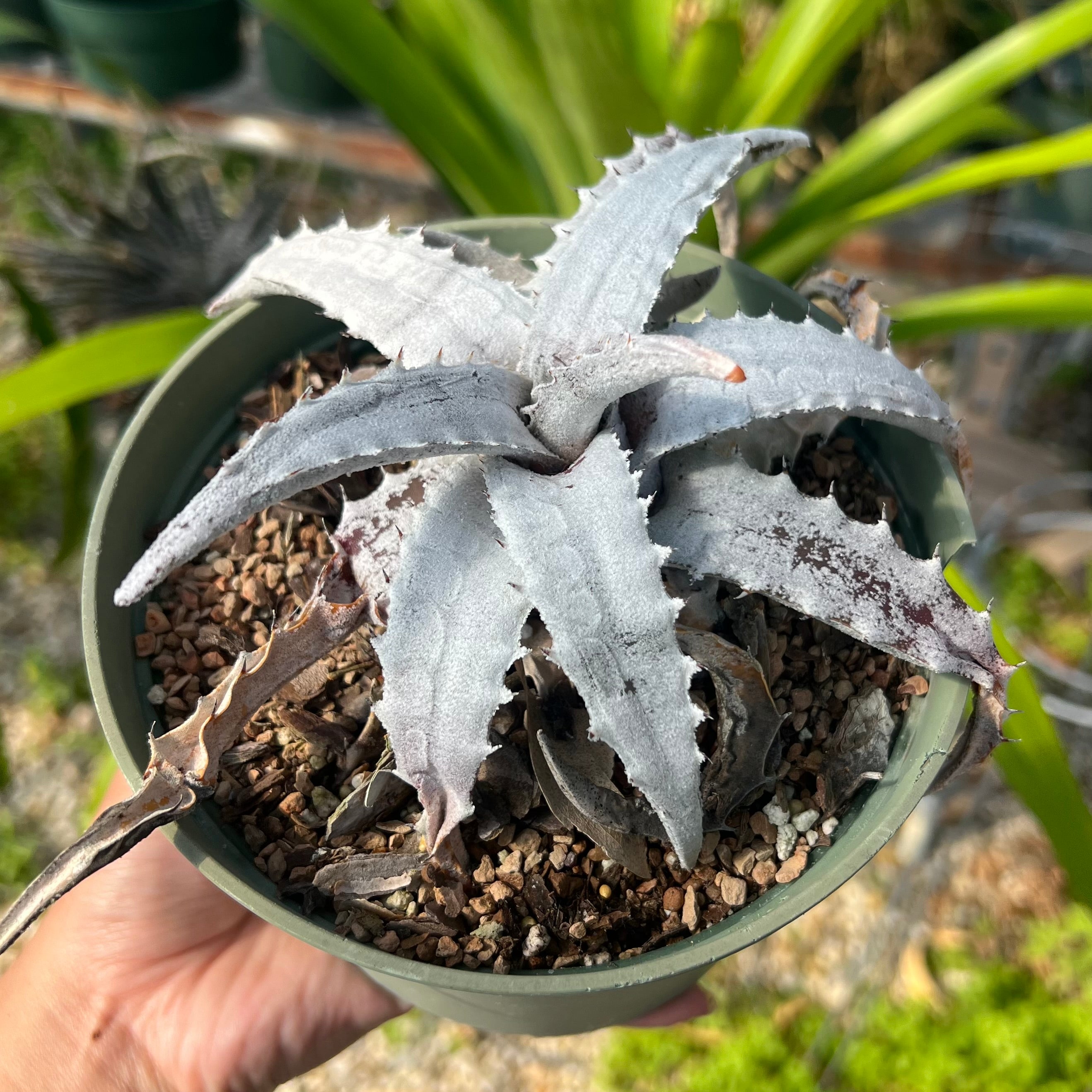 エンコリリウムペディセラツム Encholirium pedicellatum