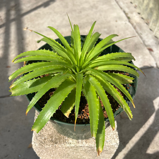 Encholirium horridum 'Blue'