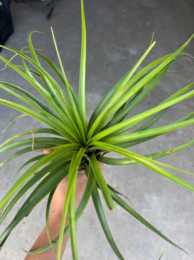 variegated air plant Tillandsia 'Neerdie' – Tropiflora