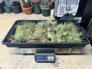 Tillandsias (Air Plants) by the Pound - Different Varieties!