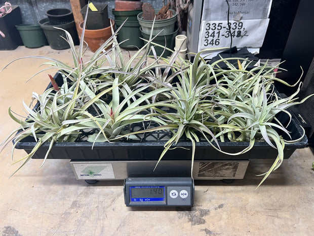 Tillandsias (Air Plants) by the Pound - Different Varieties!