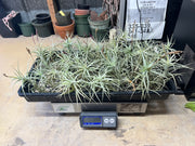 Tillandsias (Air Plants) by the Pound - Different Varieties!