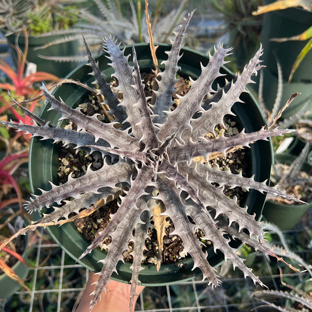 Dyckia 'Throwing Star'