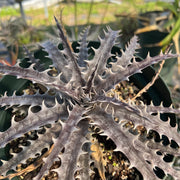 Dyckia 'Throwing Star'