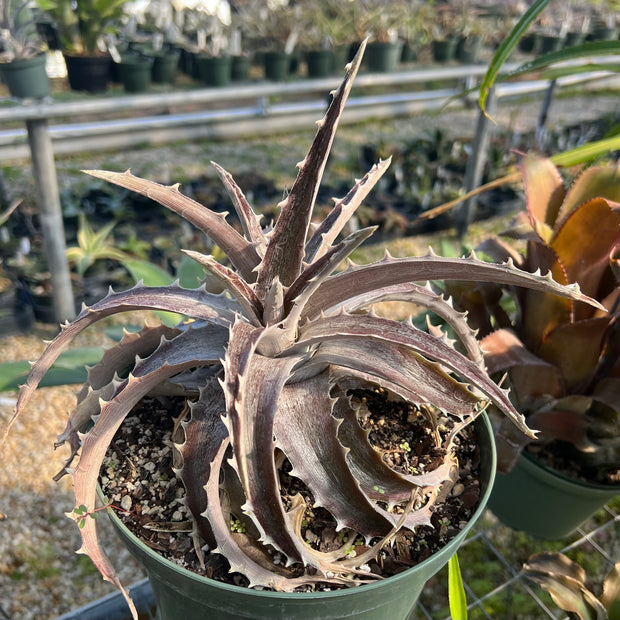 Dyckia 'The Hulk'